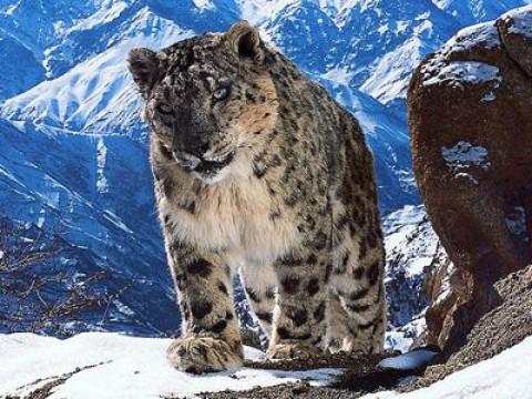 Planet Earth II (2): Mountains