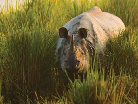 Planet Earth II (5): Grasslands