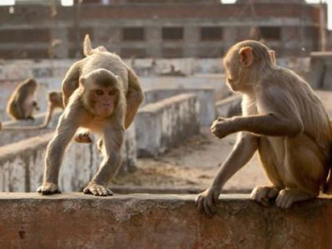 Planet Earth II (6): Cities