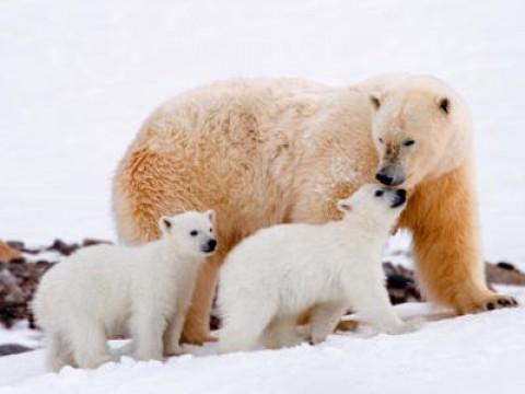 Frost - My female polar bear in Spitsbergen