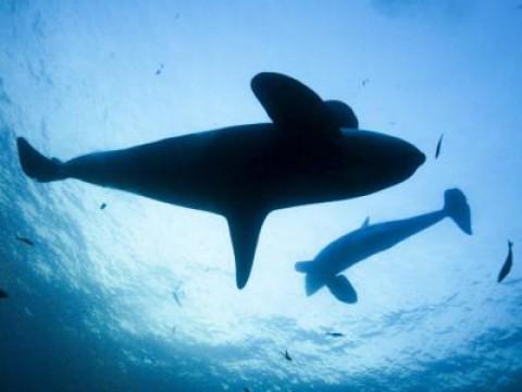 The blue Planet Re-Cut (1): Magic of the Seas