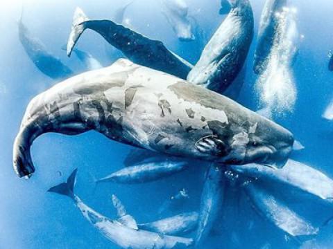 The blue Planet Re-Cut (2)