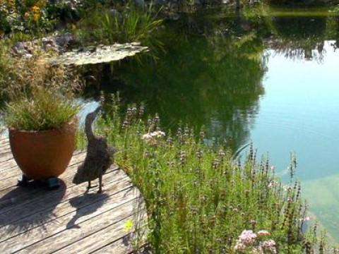 Nature in the Garten - Paradise in front of the house