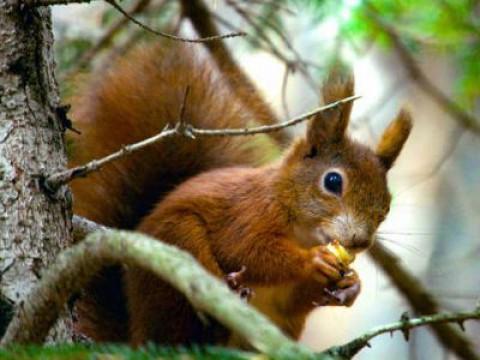 Mysterious Squirrels