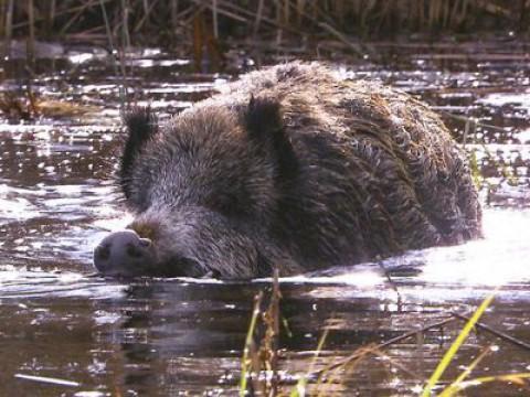 Wild Boars - The Comeback