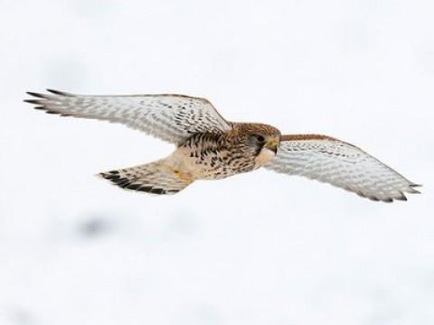 Kestrel - Hunter of the Big City