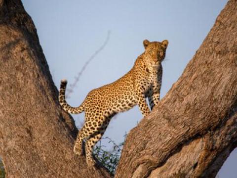 Malika hunts - Adventures of a Leopard