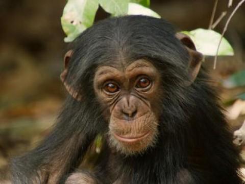 Dynasties - Clan of the Animals (1)