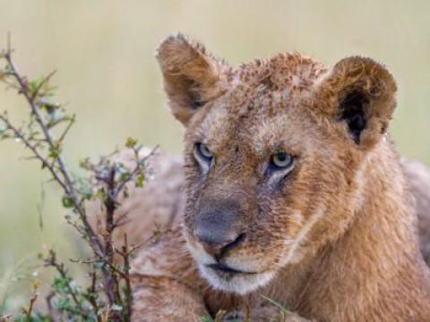 Dynasties - Clan of the Animals (3)