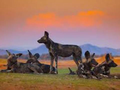 Dynasties - Clan of the Animals (4)