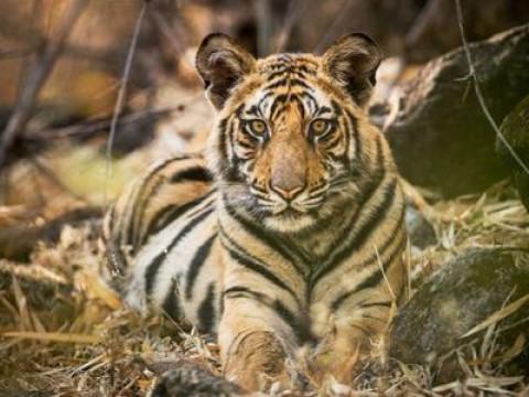 Dynasties - Clan of the Animals (5)