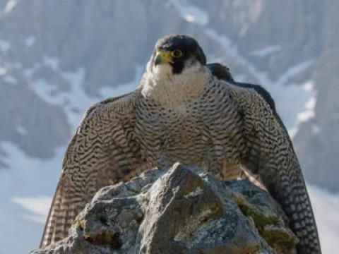 Naturparadies Seefeld - Im Reich des Wanderfalkens