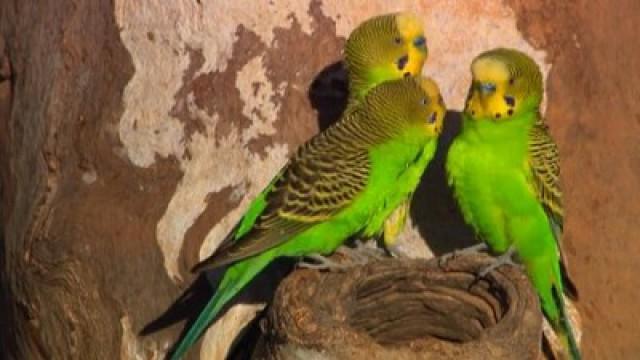 Australia: Land of Parrots