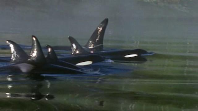 Wolves of the Sea