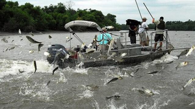 Die Invasion der fliegenden Karpfen (River Invasion)