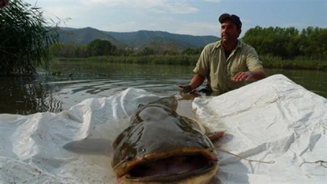 Der Riesenwels (Alien Catfish)