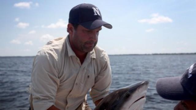 270 Kg Goldfisch