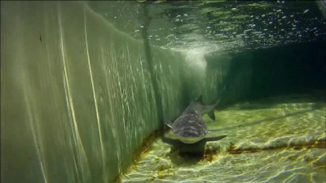 Haie im Fluss