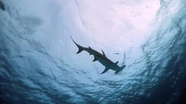 Hammerhead Invasion
