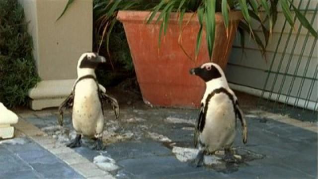 Killer Swarms and Urban Penguins