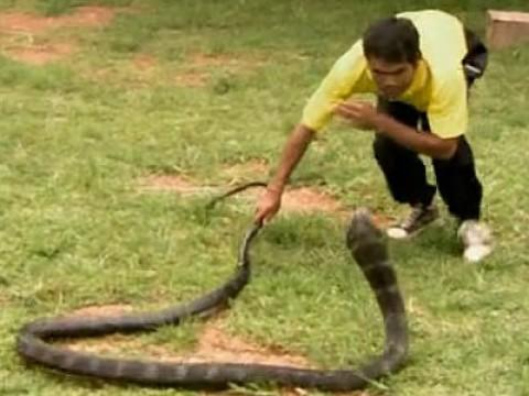 Cobra Town, Amazing Mummies, and Hogzilla