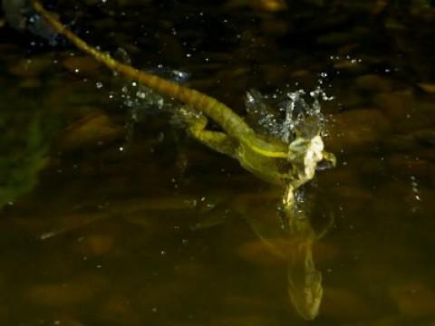 Jesus Lizard and Ghost Science