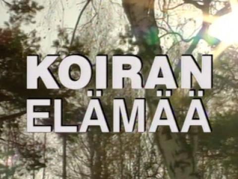Koiran elämää