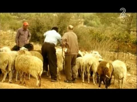 The Sheep