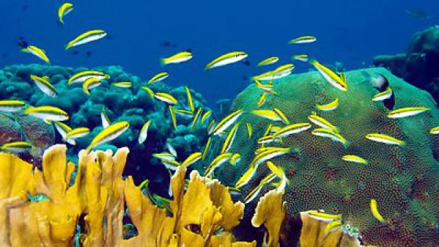 Back From the Front: Acid Oceans