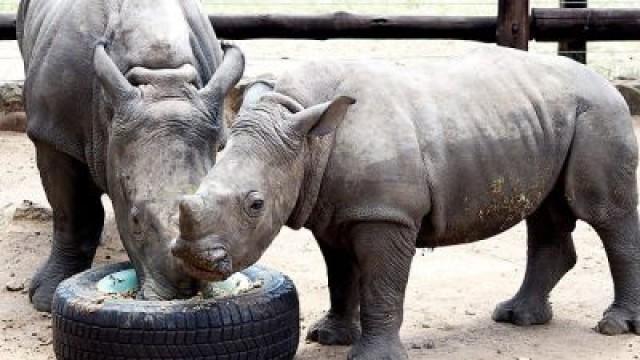 Rhino Wars