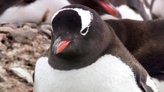 The Penguin Watchers