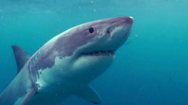 Australia's Shark Menace