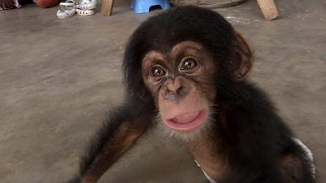 The Chimp Smugglers