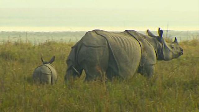 Killing for Conservation