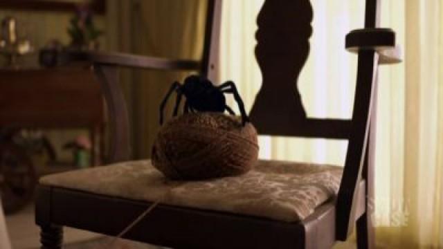 Arachnofeebie