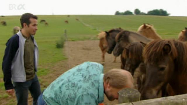 Was hält die Ponys auf Trab?