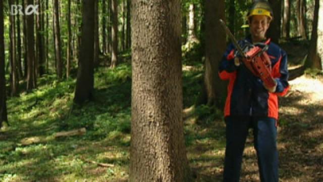 Wer vermöbelt den Wald?