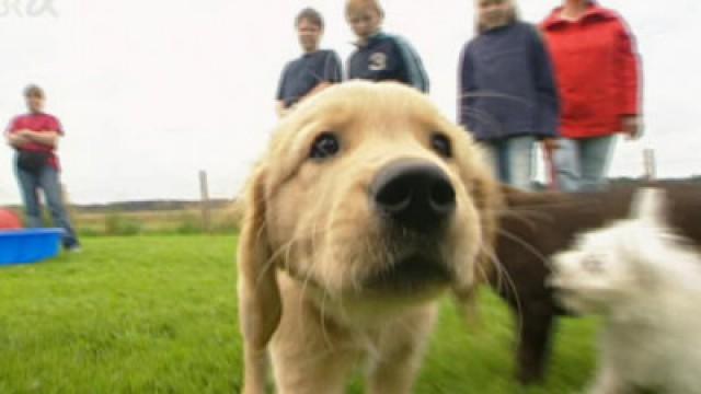 Wer ist beim Hund der Herr im Haus?
