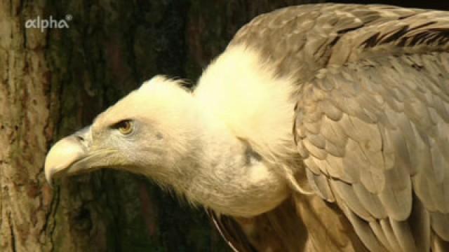 Wer hat den größten Vogel?