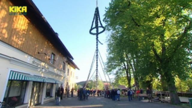 Wie wird ein Maibaum aufgestellt?