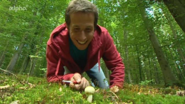 Wo schießen Pilze aus dem Boden?