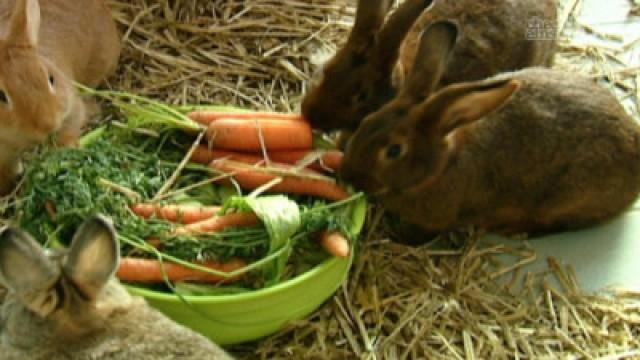 Wo hoppeln Hase und Kaninchen?