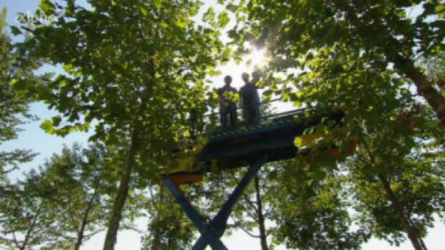Rauf auf den Baum!