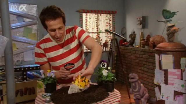 Blumensamen, Achterbahn, Vögel auf Hochspannungsleitung