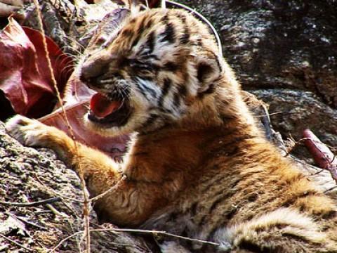 Tiger: Spy in the Jungle - Part 1