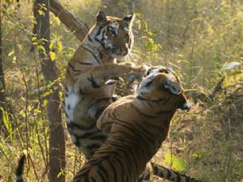 Tiger: Spy in the Jungle - Part 2