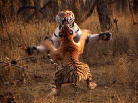 Tiger: Spy in the Jungle - Part 3
