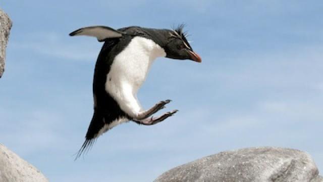 Penguins: Spy in the Huddle: The Journey