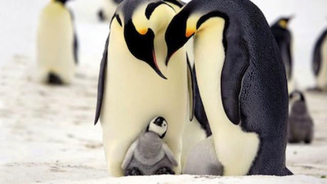 Penguins: Spy in the Huddle: First Steps