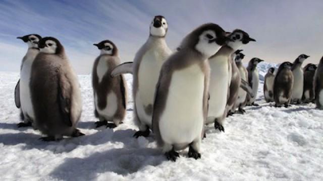 Penguins: Spy in the Huddle: Growing Up